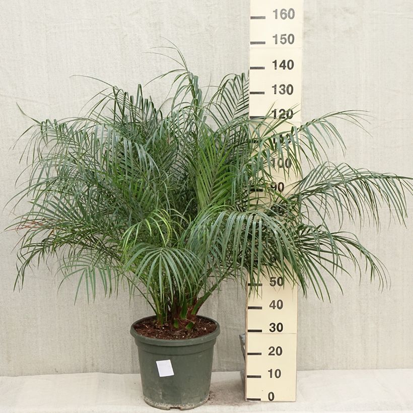Example of Phoenix roebelinii - palmier dattier nain Pot de 20L/25L as you get in printemps