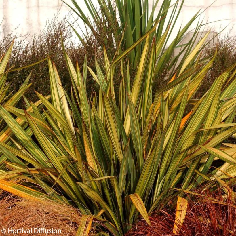 Lin de Nouvelle-Zélande - Phormium Apricot Queen (Plant habit)