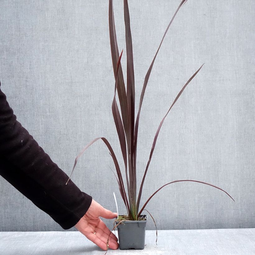 Example of Phormium Black Velvet - Lin de Nouvelle-Zélande Godet de 8/9 cm as you get in hiver