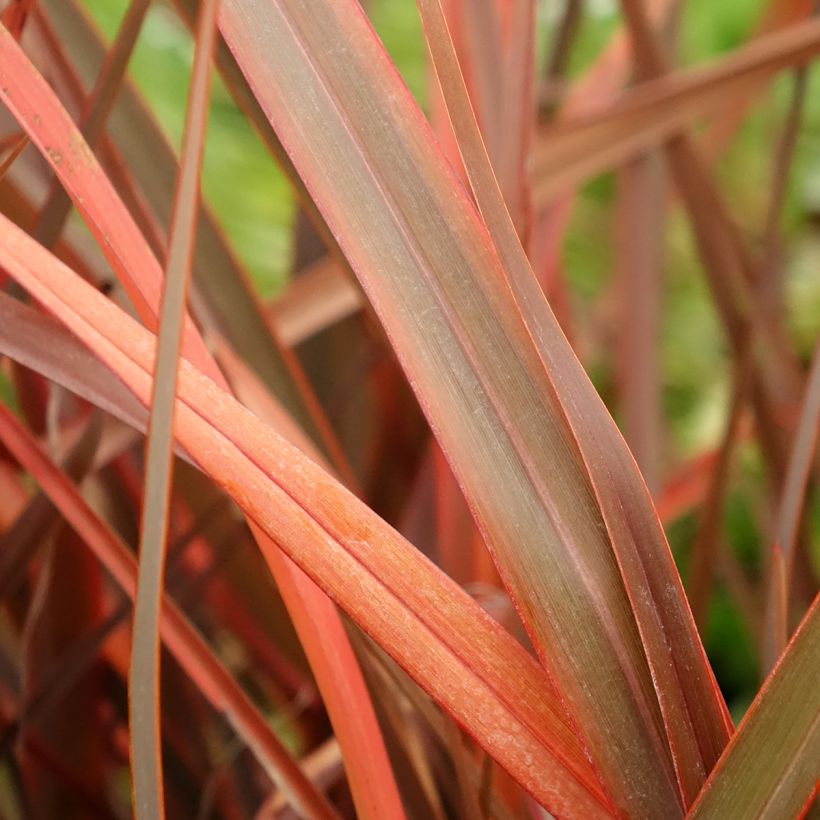 Phormium Bronze Baby - Lin de Nouvelle-Zélande (Foliage)