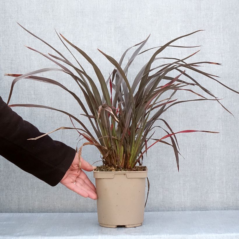 Example of Phormium Chocomint - Lin de Nouvelle-Zélande  Pot de 3L/4L as you get in printemps
