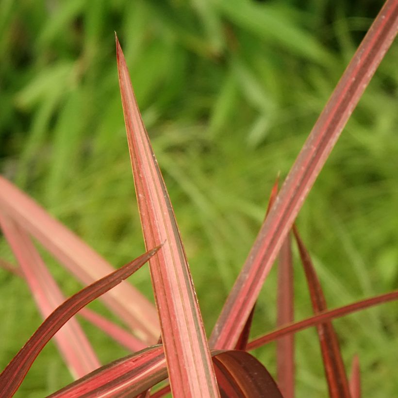 Phormium cookianum Maori Maiden - Lin de Nouvelle-Zélande (Foliage)