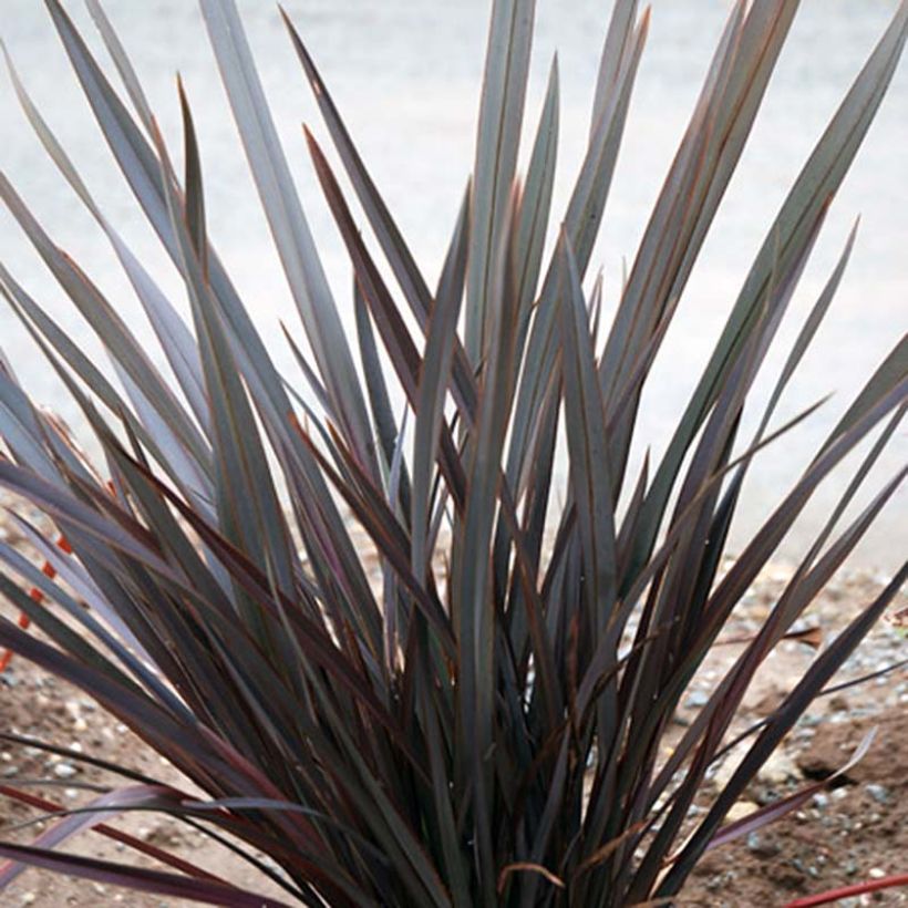 Phormium Dark Delight - Lin de Nouvelle-Zélande (Plant habit)