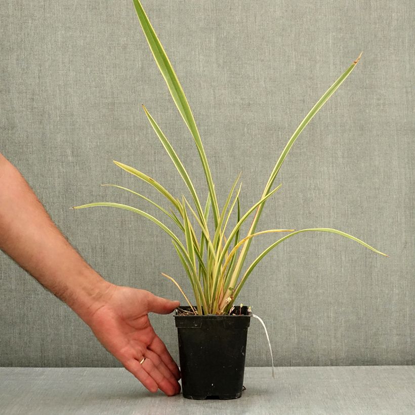 Spécimen de Phormium Duet - Lin de Nouvelle-Zélande Pot de 1,5L/2L tel que livré en été