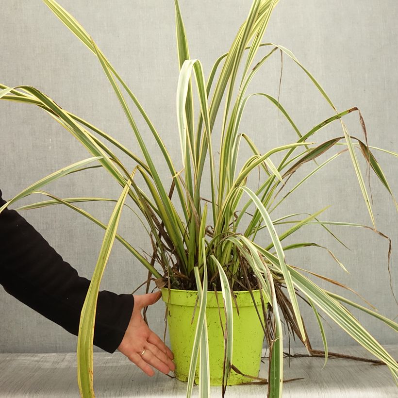 Spécimen de Phormium Golden Ray - Lin de Nouvelle-Zélande Pot de 7,5L/10L tel que livré en automne