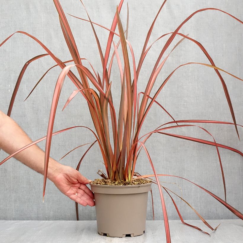 Spécimen de Phormium Margaret Jones - Lin de Nouvelle-Zélande Pot de 4L/5L tel que livré en été
