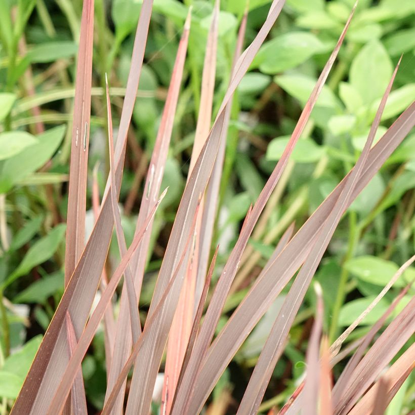 Phormium Platts Black - Lin de Nouvelle-Zélande (Feuillage)