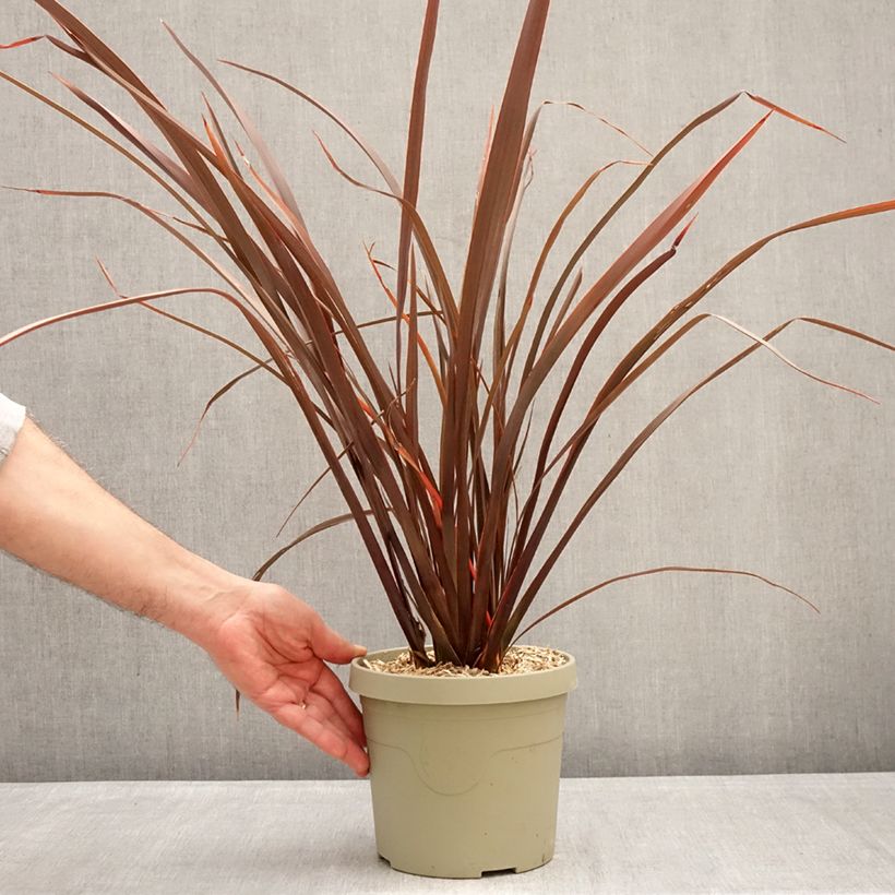 Example of Phormium Platts Black - Lin de Nouvelle-Zélande Pot de 3L/4L as you get in hiver