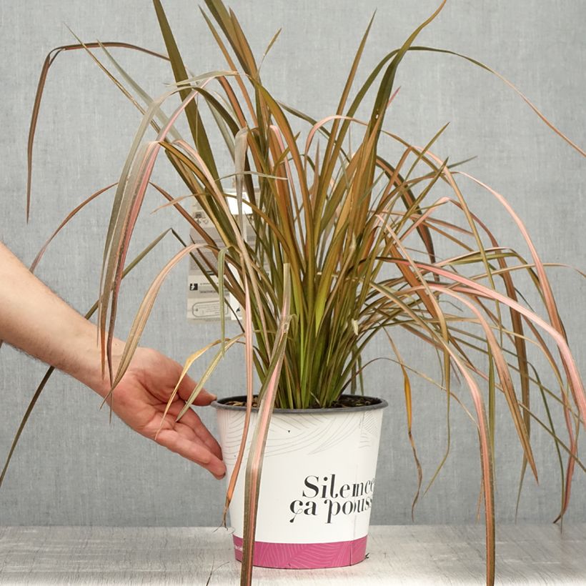 Example of Phormium Rainbow Maiden - Lin de Nouvelle-Zélande Pot de 3L/4L as you get in printemps