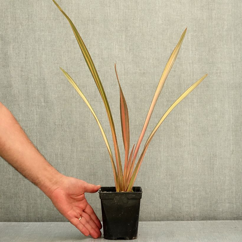 Spécimen de Phormium Rainbow Sunrise - Lin de Nouvelle-Zélande Pot de 1,5L/2L tel que livré en été