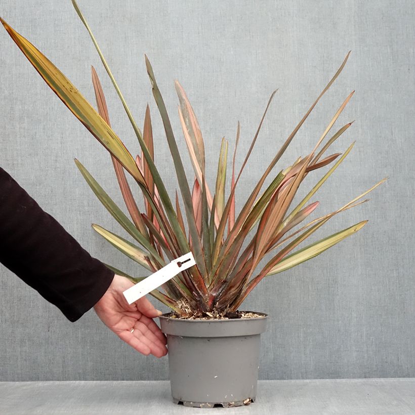 Spécimen de Phormium Rainbow Sunrise - Lin de Nouvelle-Zélande Pot de 3L/4L tel que livré en automne