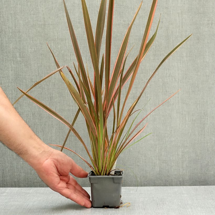 Spécimen de Phormium Sundowner - Lin de Nouvelle-Zélande Godet de 8/9 cm tel que livré au printemps