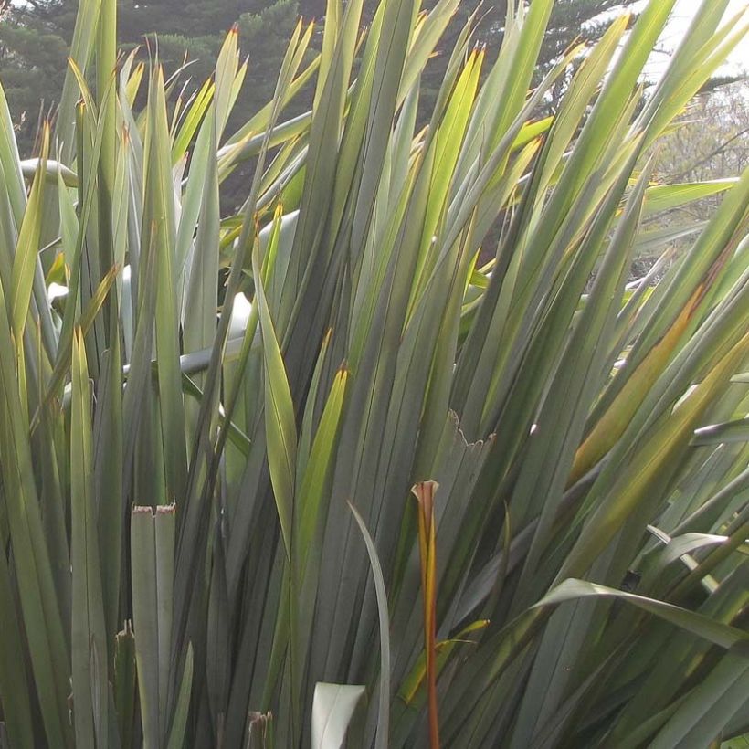 Phormium tenax - Lin de Nouvelle-Zélande (Foliage)