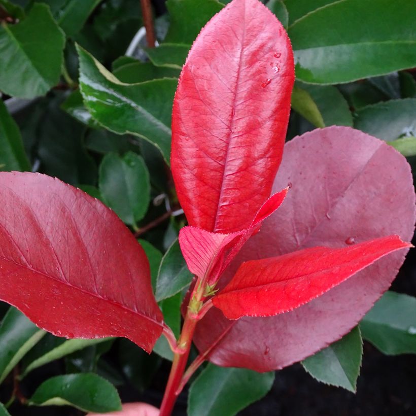 Photinia  fraseri Camilvy (Foliage)
