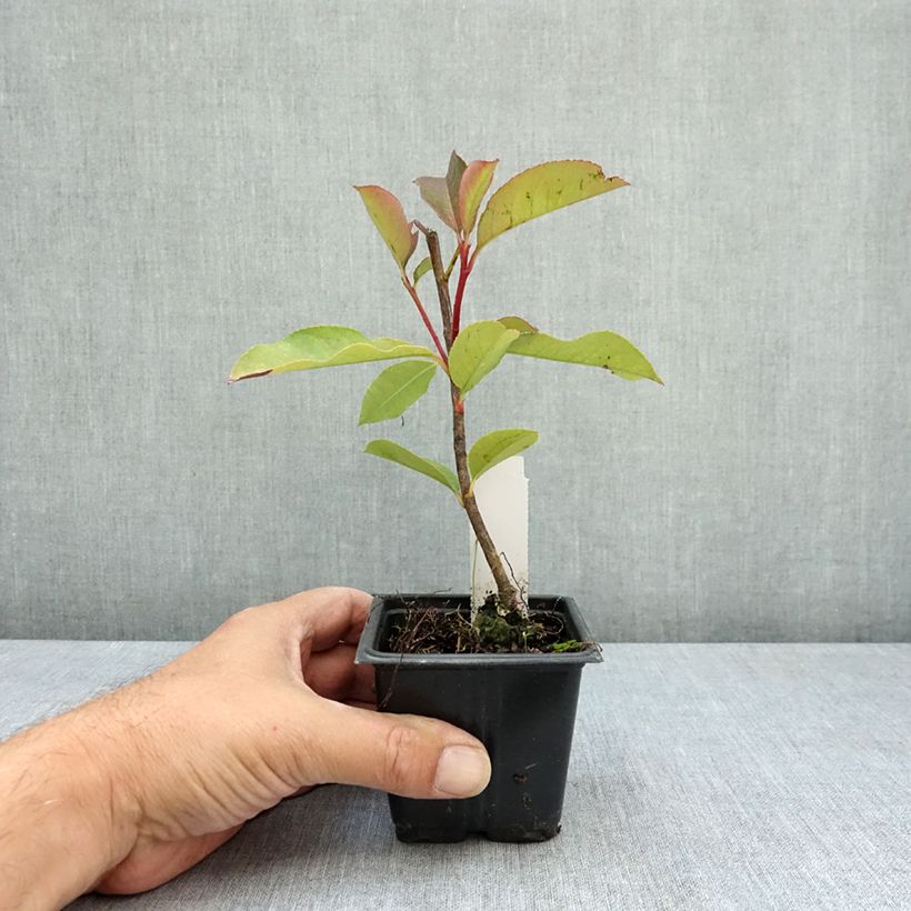 Spécimen de Photinia  fraseri Camilvy Godet de 8/9 cm tel que livré en été