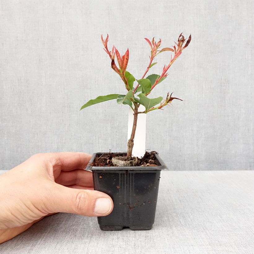 Example of Photinia  fraseri Camilvy Godet de 8/9 cm as you get in printemps