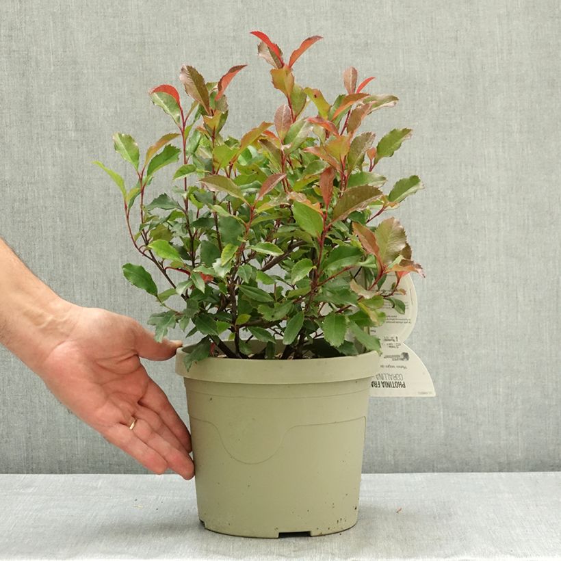 Spécimen de Photinia fraseri Corallina Pot de 3L/4L tel que livré en été