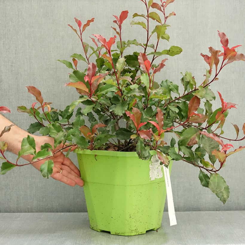 Spécimen de Photinia fraseri Corallina Pot de 7,5L/10L tel que livré en été