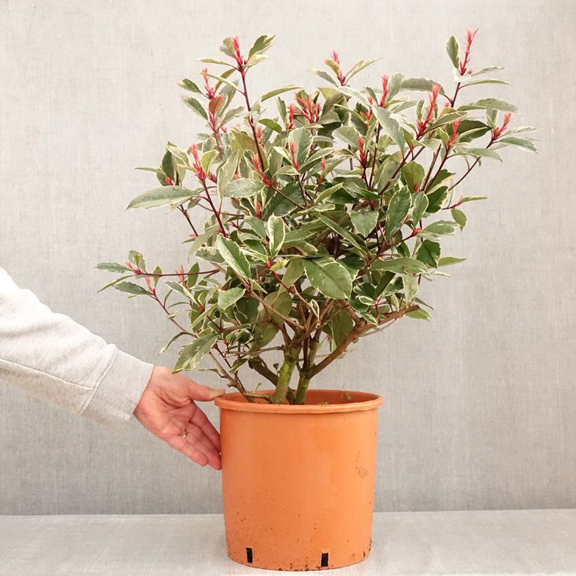 Example of Photinia fraseri Louise Pot de 7,5L/10L as you get in hiver