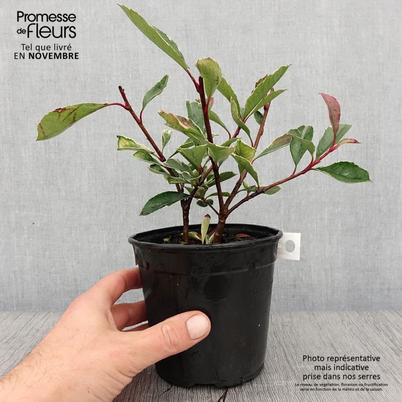 Spécimen de Photinia fraseri Pink Marble Pot de 1L/1,5L tel que livré en automne