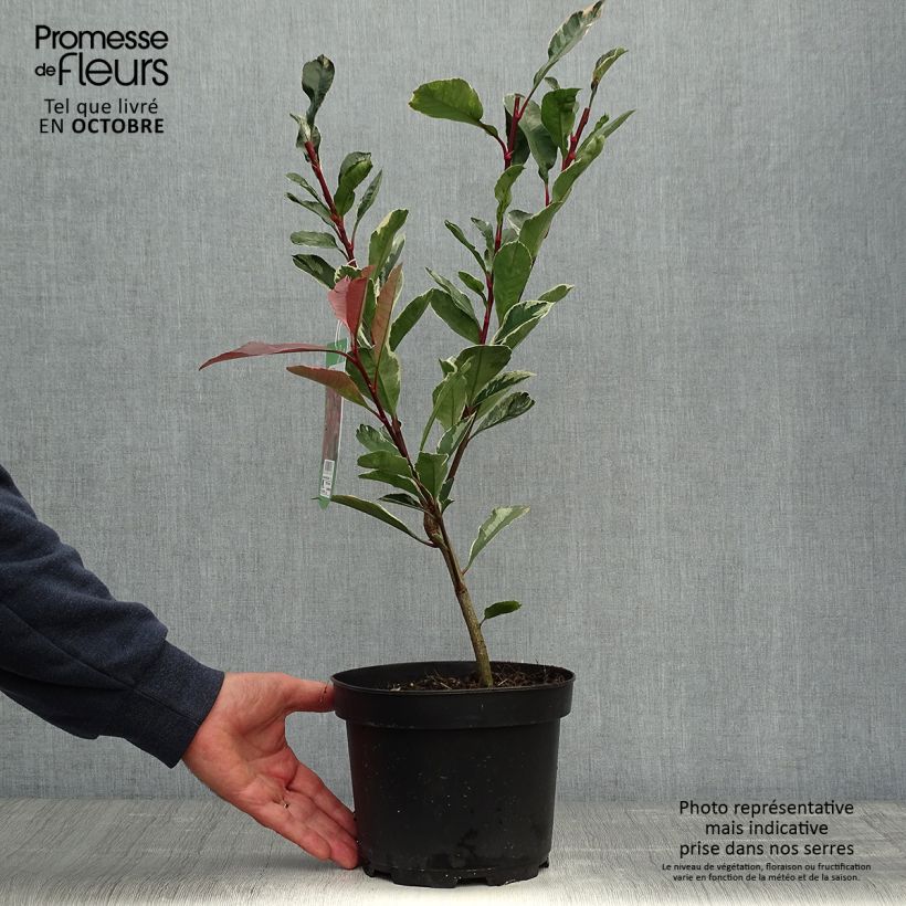 Spécimen de Photinia fraseri Pink Marble Pot de 2L/3L tel que livré en automne