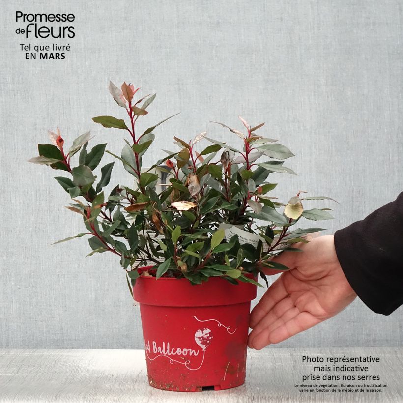 Example of Photinia fraseri Red Ballcoon Pot de 2L/3L as you get in printemps