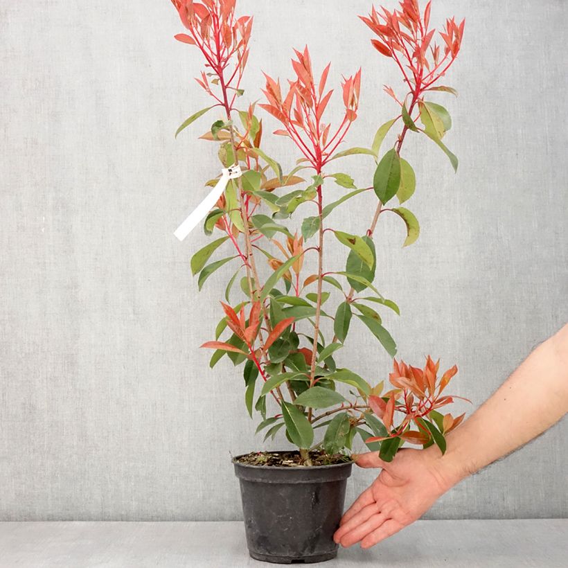 Example of Photinia fraseri Red Light Pot de 3L/4L as you get in printemps