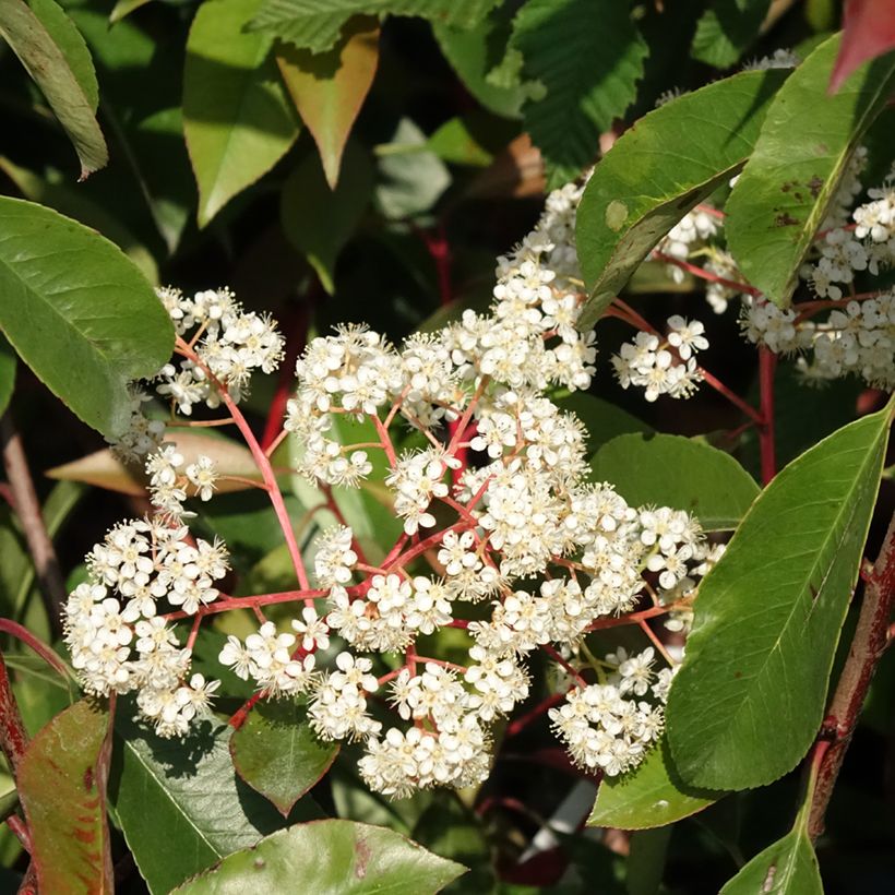Photinia fraseri Red Light (Flowering)