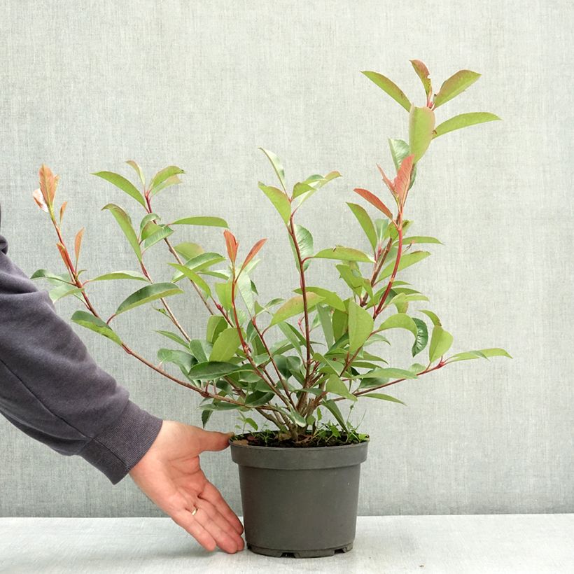 Spécimen de Photinia fraseri Red Robin Pot de 2L/3L tel que livré en été