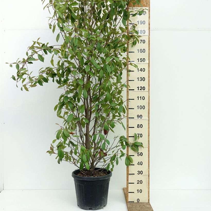 Spécimen de Photinia fraseri Red Robin Pot de 30L/35L tel que livré en été