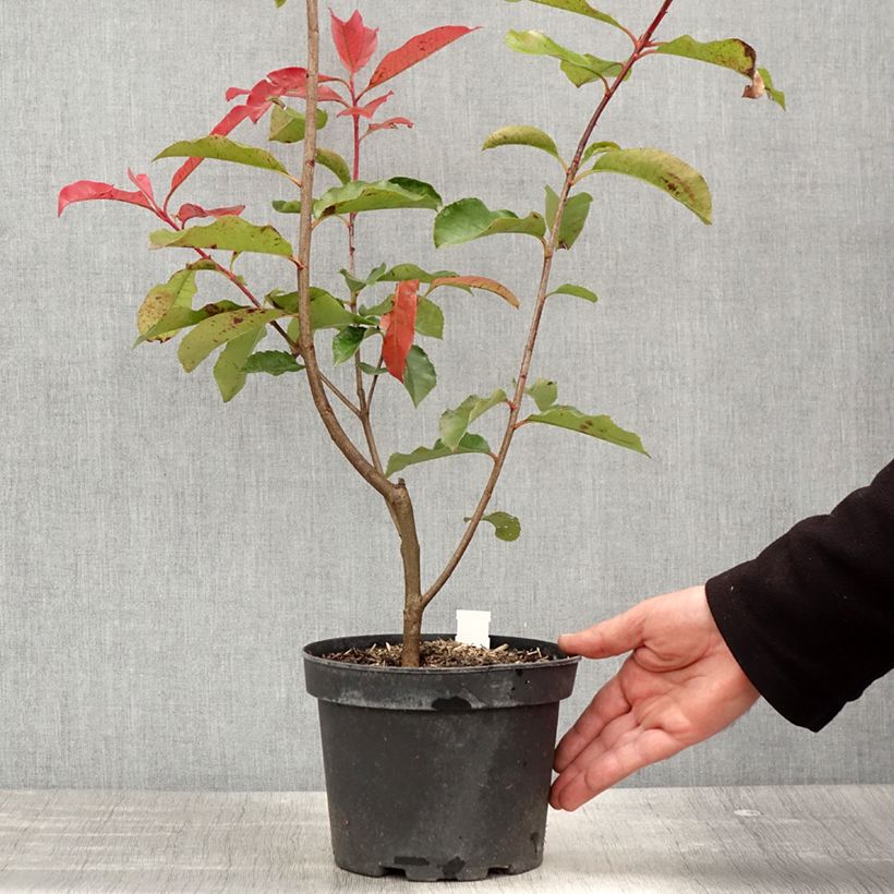 Example of Photinia fraseri Red Select Pot de 3L/4L as you get in printemps