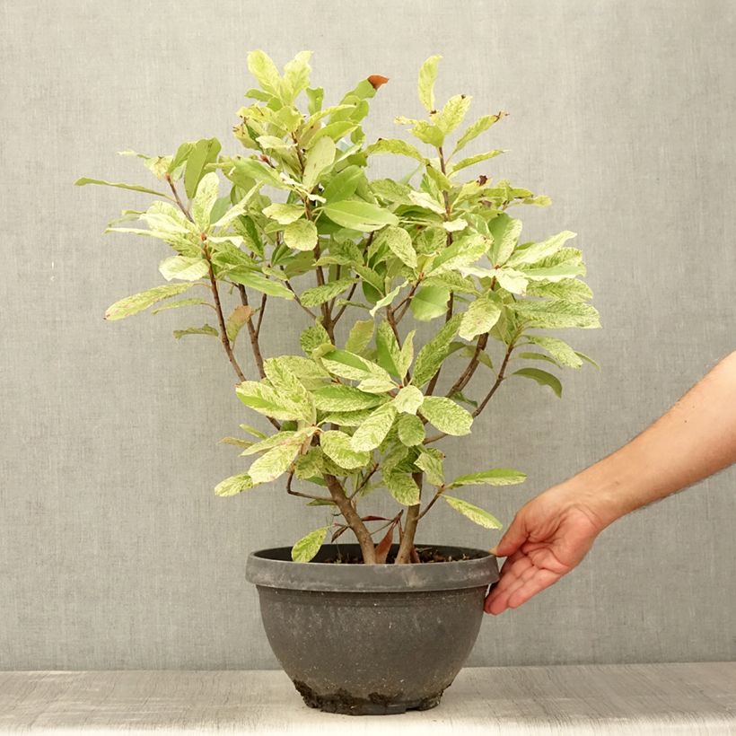 Spécimen de Photinia serratifolia Pink Crispy Pot de 6L/7L tel que livré en été
