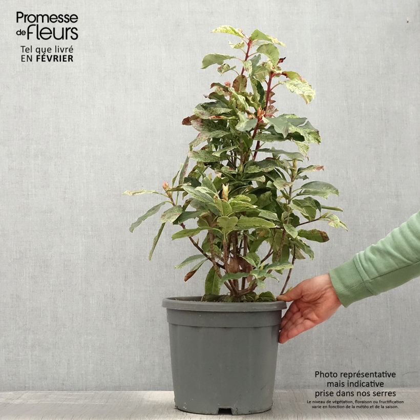 Example of Photinia serratifolia Pink Crispy Pot de 6L/7L as you get in hiver
