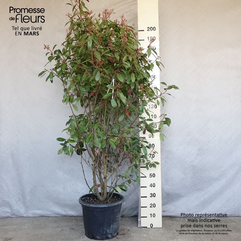Example of Photinia fraseri Red Robin Pot de 30L/35L as you get in printemps
