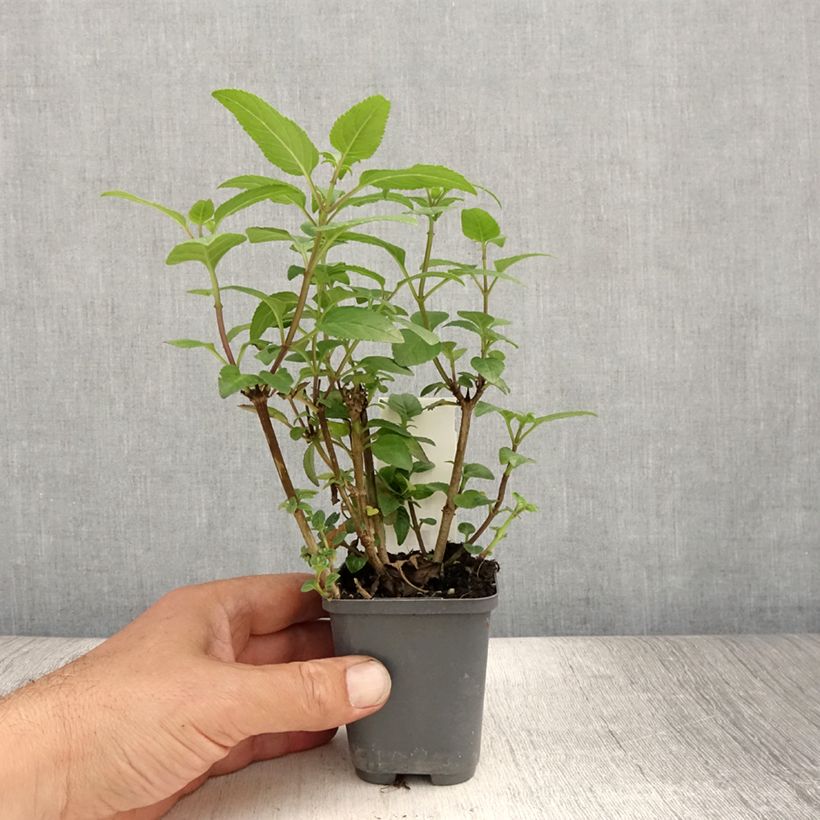 Spécimen de Phygelius capensis - Fuchsia du Cap Godet de 8/9 cm tel que livré en été