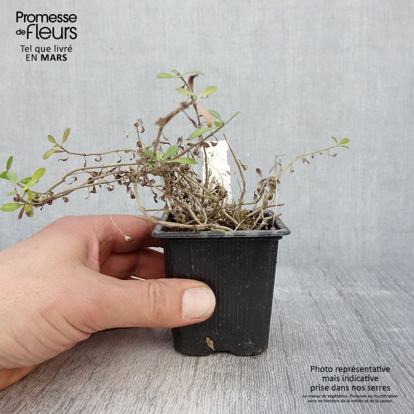 Example of Phyla nodiflora var. canescens - Lippia nodiflora Godet de 7/8 cm as you get in printemps