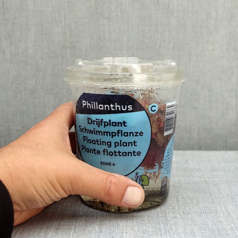 Spécimen de Phyllanthus fluitans Boîte, boite plastique 12cm tel que livré au printemps