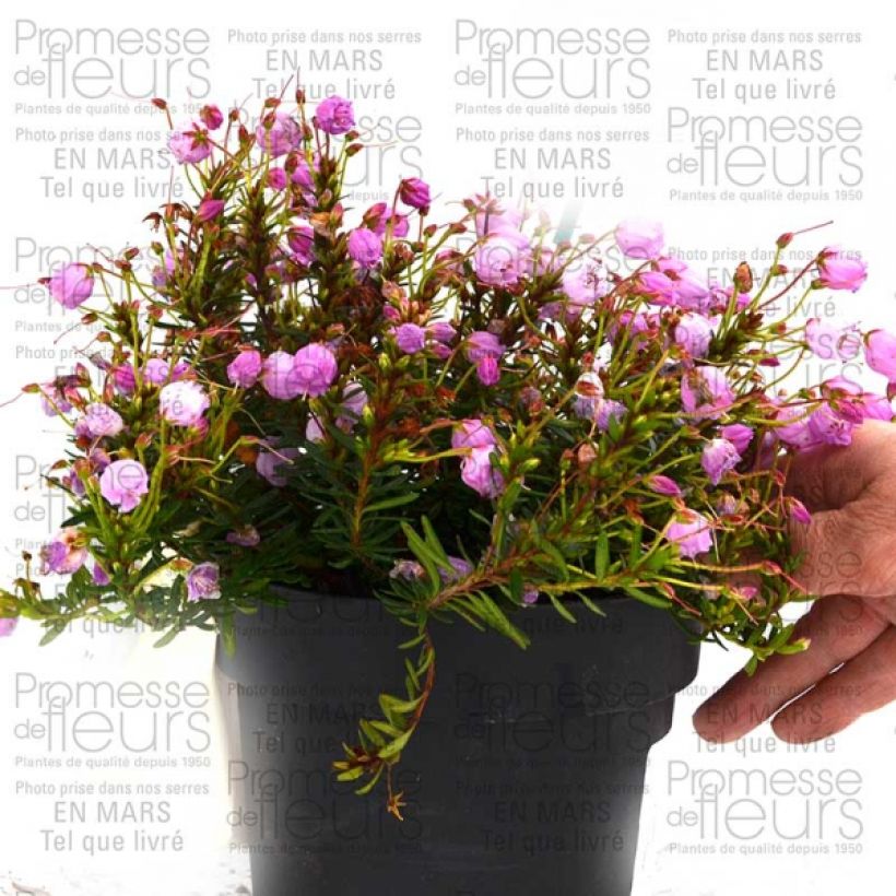 Exemple de spécimen de Phylliopsis hillieri Sprite - Phylliopsis Rose Pot de 1L/1,5L tel que livré