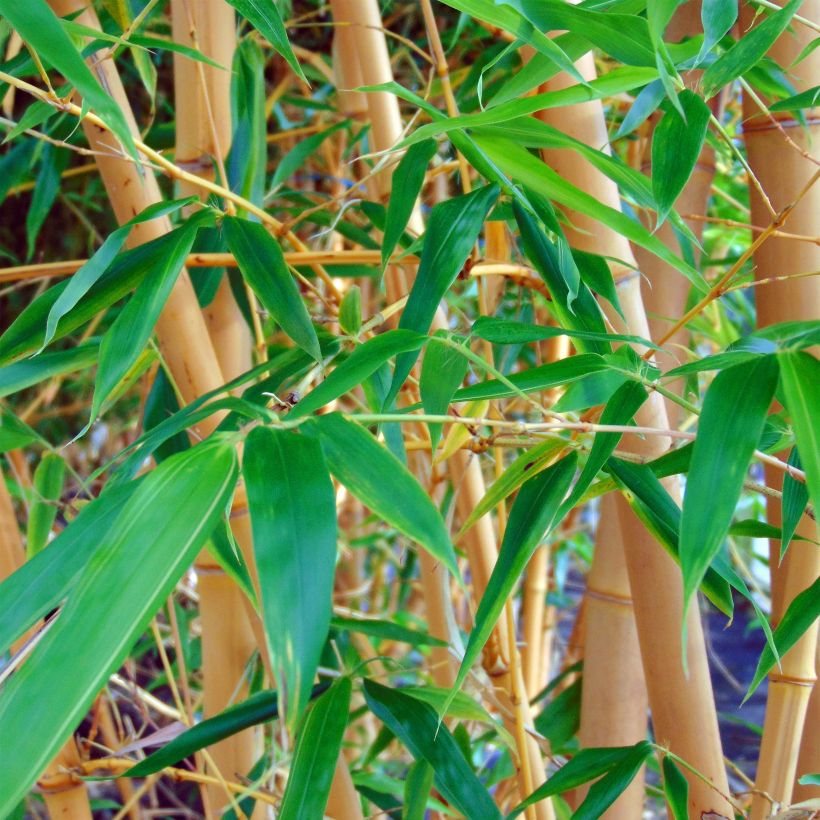Bambou jaune - Phyllostachys aureosulcata Aureocaulis (Foliage)