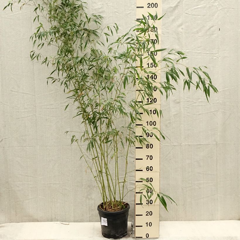 Spécimen de Phyllostachys flexuosa - Bambou moyen Pot de 12L/15L tel que livré au printemps