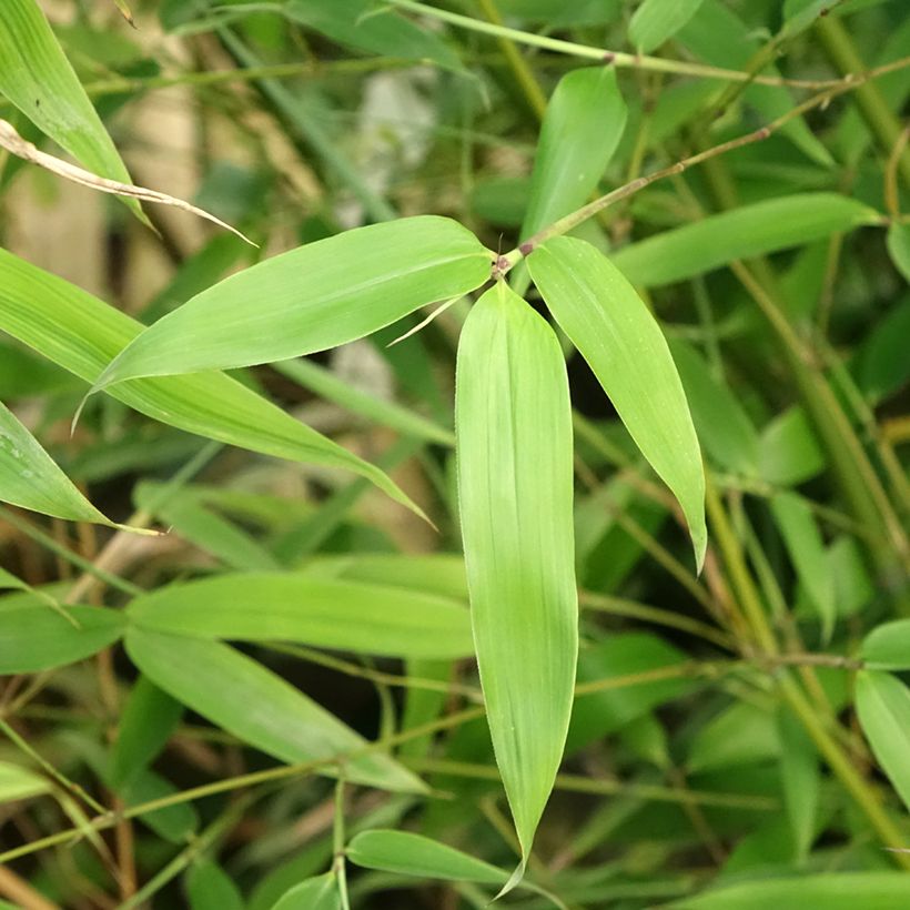 Phyllostachys glauca - Bambou moyen (Foliage)
