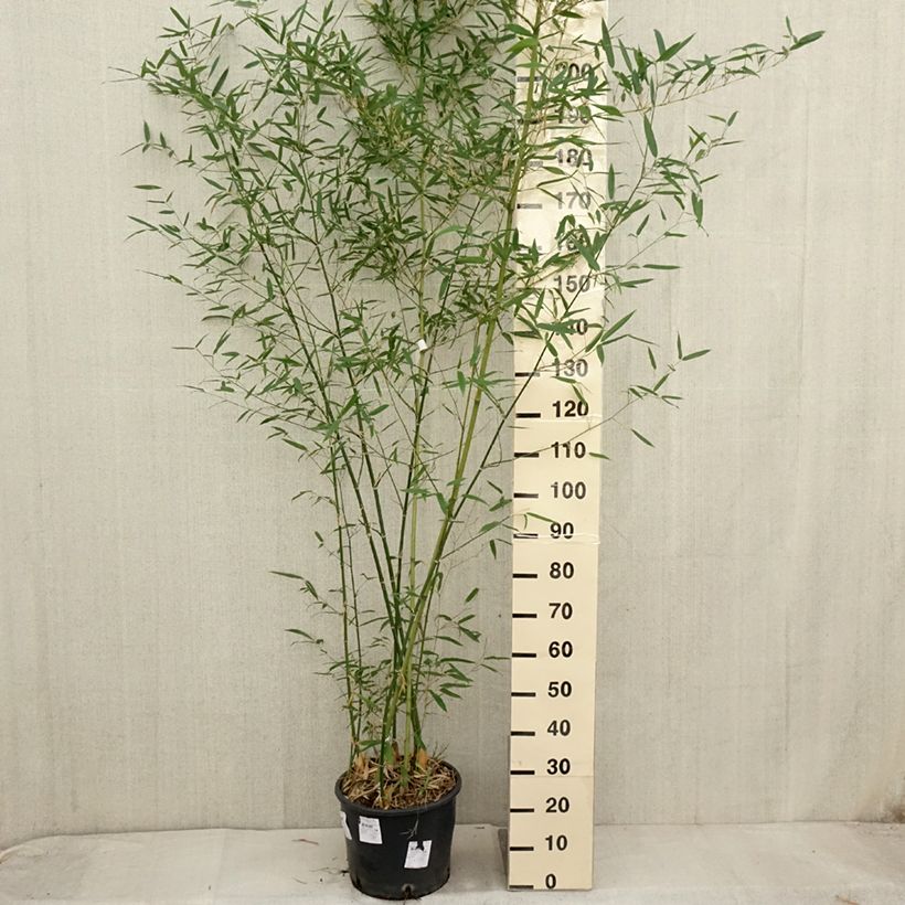 Spécimen de Phyllostachys parvifolia - Bambou géant Pot de 12L/15L tel que livré en automne