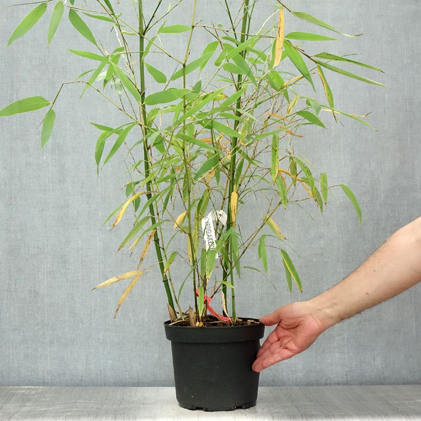Spécimen de Phyllostachys viridiglaucescens - Bambou géant Pot de 4L/5L tel que livré en été