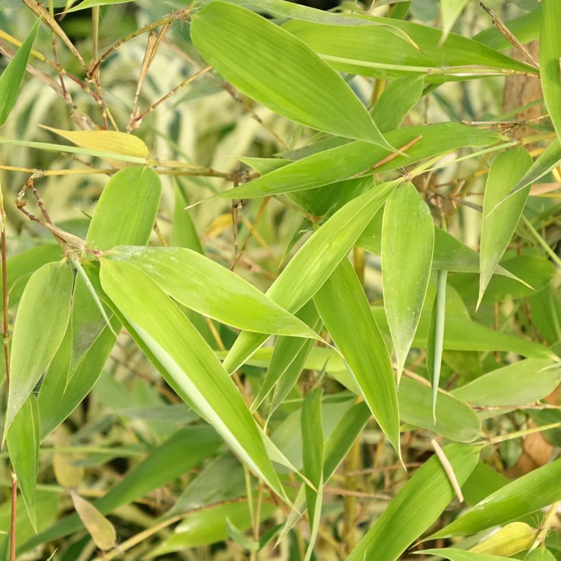 Phyllostachys viridis Sulphurea - Bambou (Foliage)