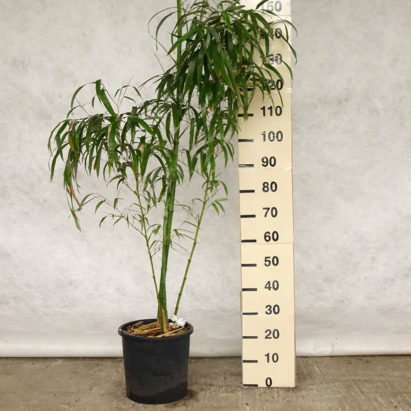 Example of Phyllostachys vivax Huangwenzhu - Bambou géant Pot de 12L/15L as you get in printemps
