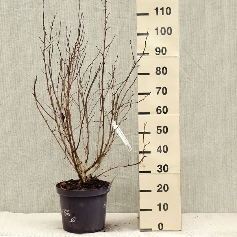 Spécimen de Physocarpus opulifolius Amber Jubilee Pot de 7,5L/10L tel que livré en automne