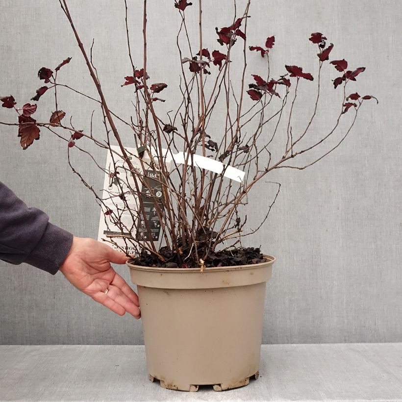 Spécimen de Physocarpus opulifolius Black Light - Physocarpe Pot de 7,5L/10L tel que livré en automne