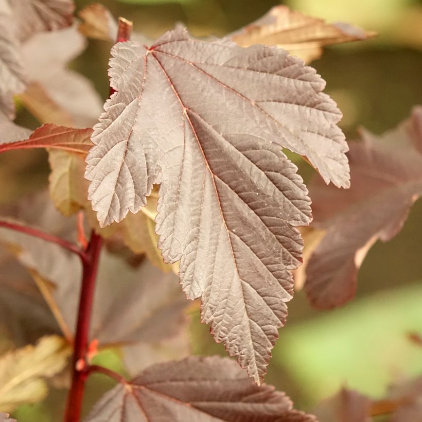 Physocarpus opulifolius Diabolo - Physocarpe à feuilles pourpres (Foliage)