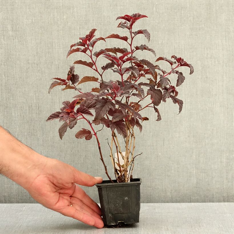 Spécimen de Physocarpus opulifolius Little Angel - Physocarpe Godet de 8/9 cm tel que livré en été