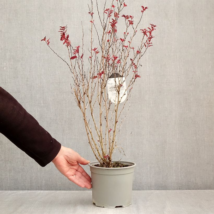 Spécimen de Physocarpus opulifolius Little Devil Pot de 3L/4L tel que livré en automne